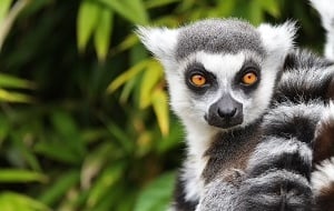 Madagascar Guided Group Tour